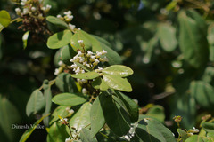 Dalbergia rubiginosa